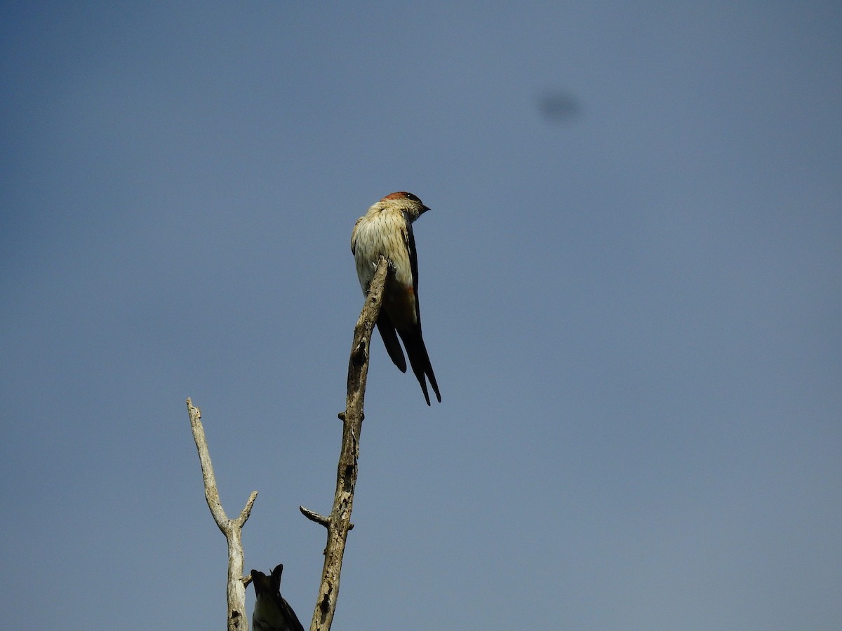 Red-rumped Swallow - ML117763231