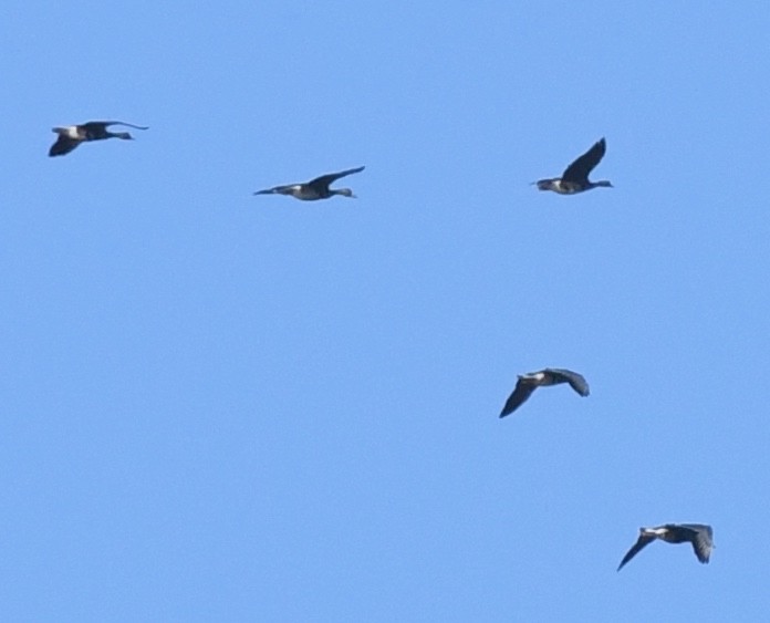 Greater White-fronted Goose - ML117763831