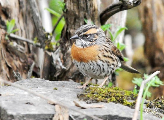 Rufous-breasted Accentor - ML117764001