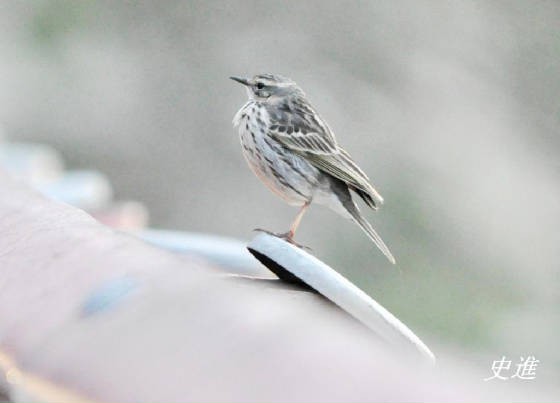 Rosy Pipit - ML117764141