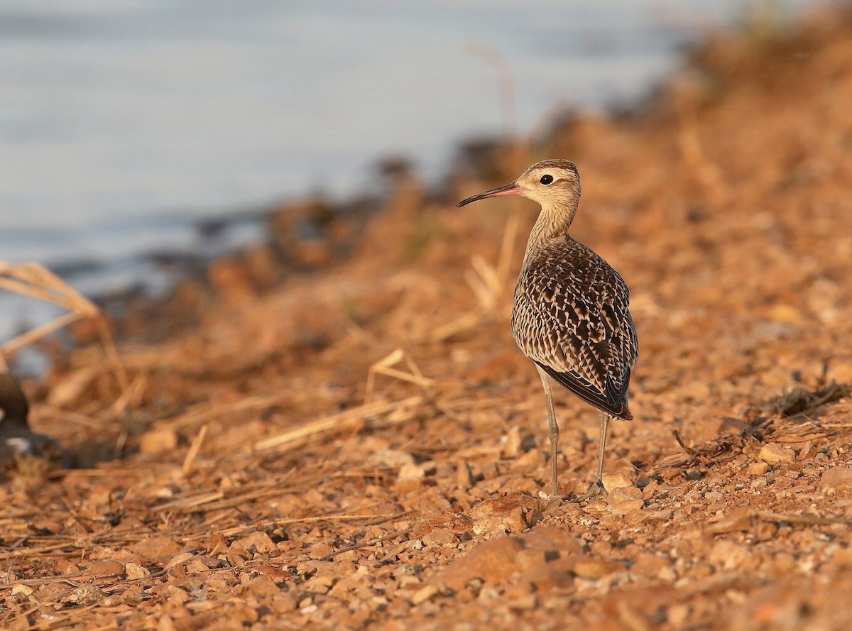 Little Curlew - ML117772701