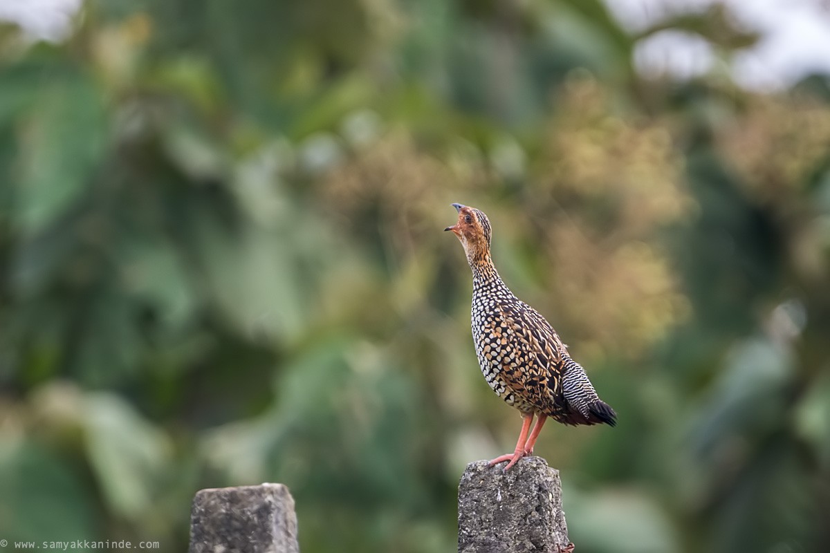 Painted Francolin - ML117774061