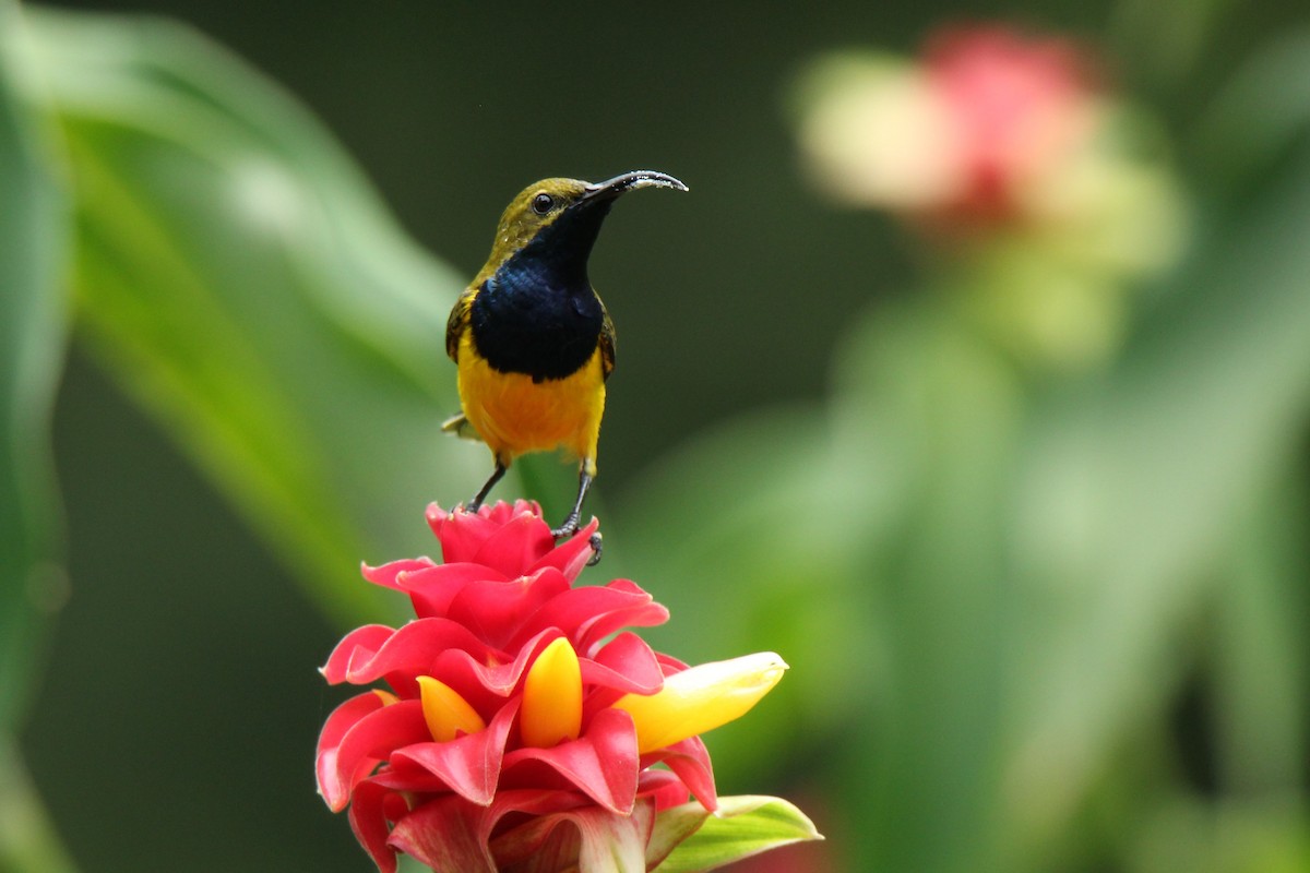 Olive-backed Sunbird (Yellow-faced) ML117776661