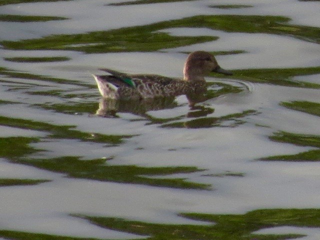 Green-winged Teal - ML117777441