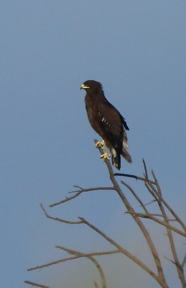 Greater Spotted Eagle - ML117777551