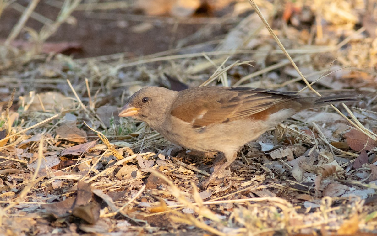 Southern Gray-headed Sparrow - ML117777791