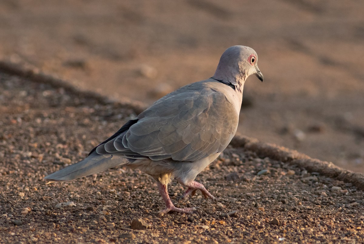 Mourning Collared-Dove - ML117777821