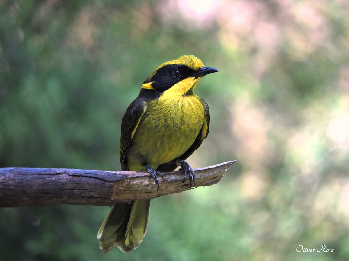 Yellow-tufted Honeyeater (Helmeted) - Oliver Rose