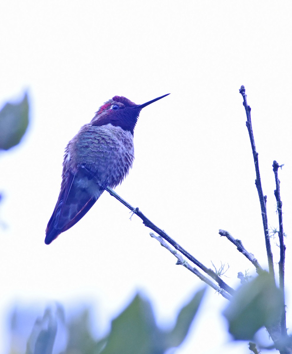 Anna's Hummingbird - Harry Miller