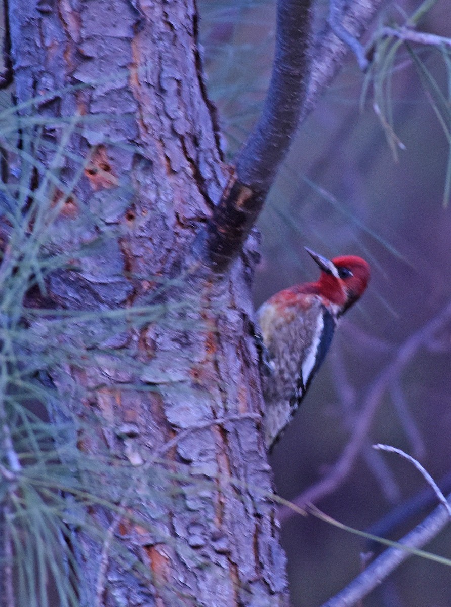 Red-breasted Sapsucker - Harry Miller