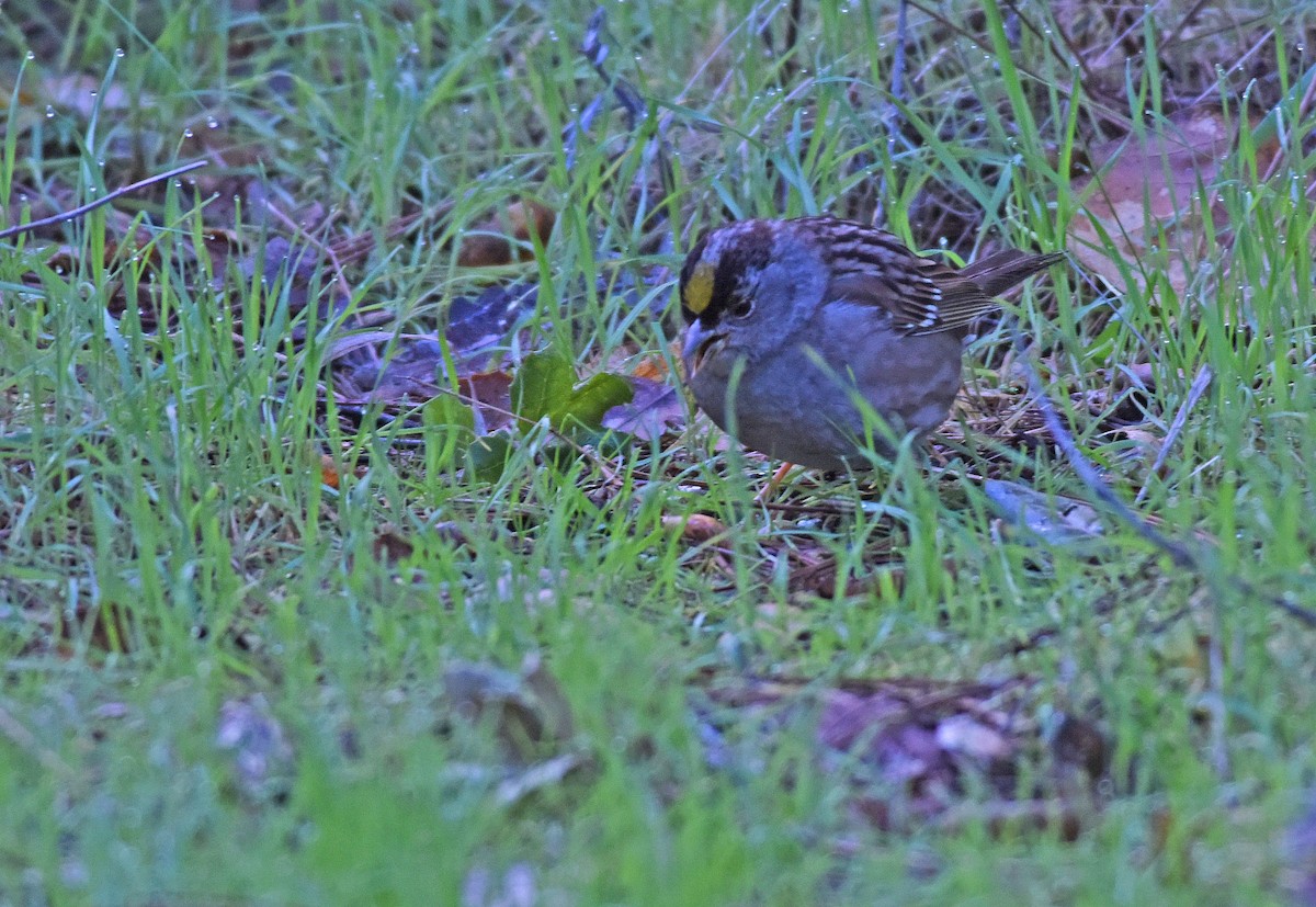 Golden-crowned Sparrow - Harry Miller