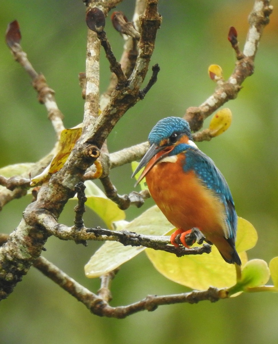 Common Kingfisher - Nimali Digo & Thilanka Edirisinghe