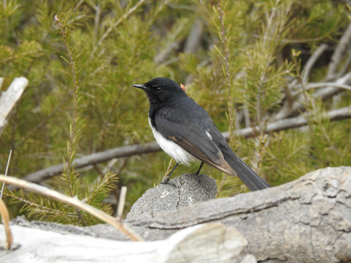 Willie-wagtail - ML117785551