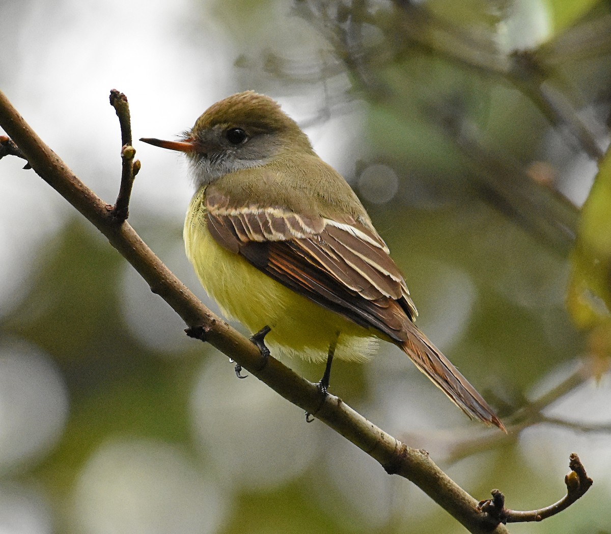 Great Crested Flycatcher - Brian Hicks