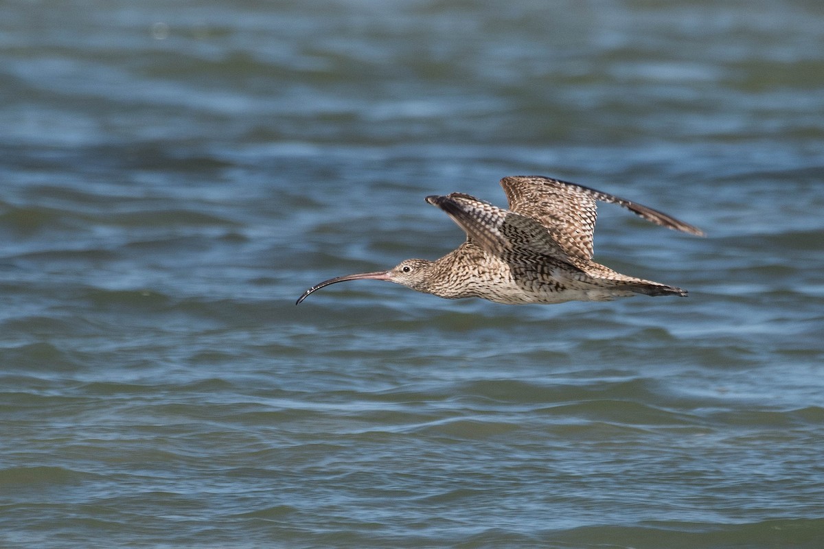 Far Eastern Curlew - Terence Alexander