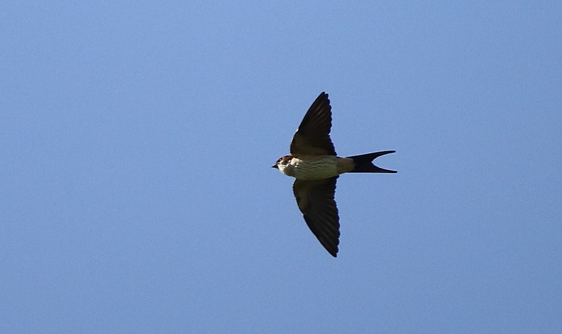 Red-rumped Swallow - ML117797481