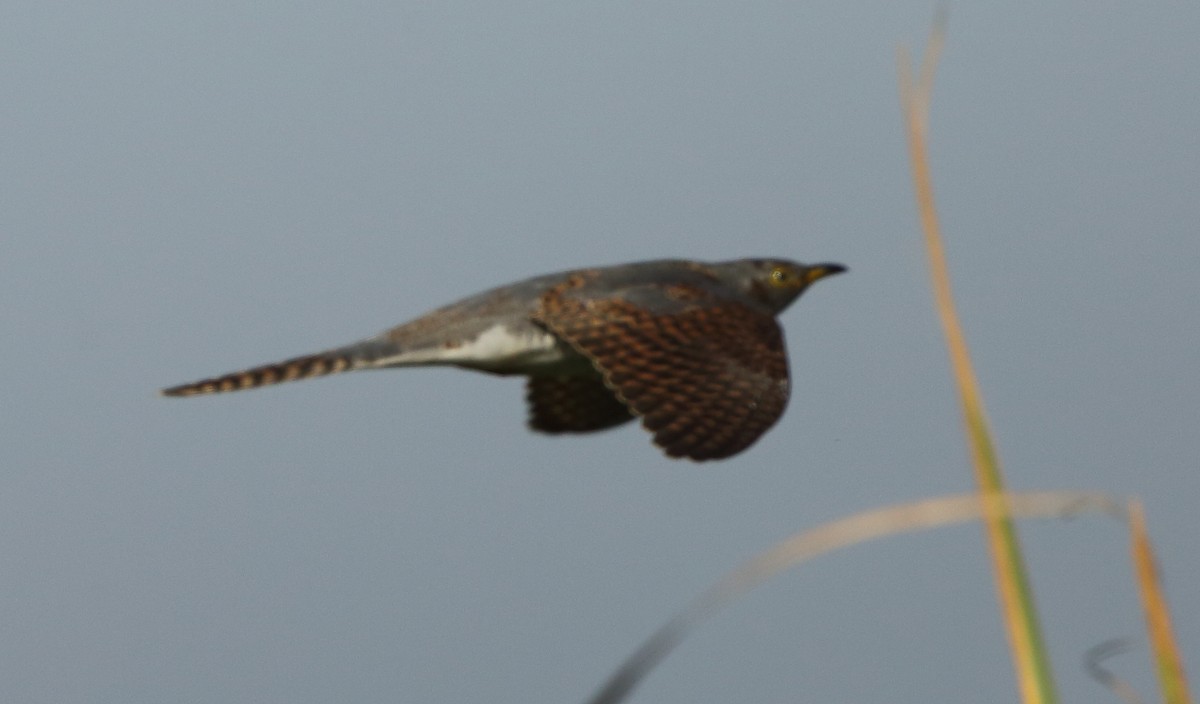 Common Cuckoo - ML117797781