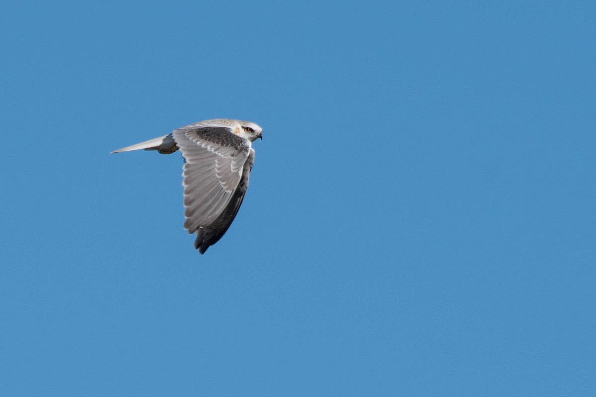 Black-shouldered Kite - Terence Alexander