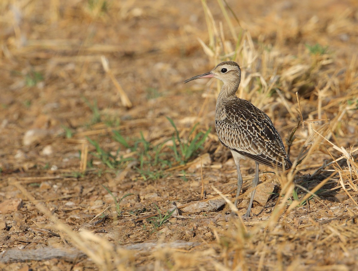 Little Curlew - ML117798261