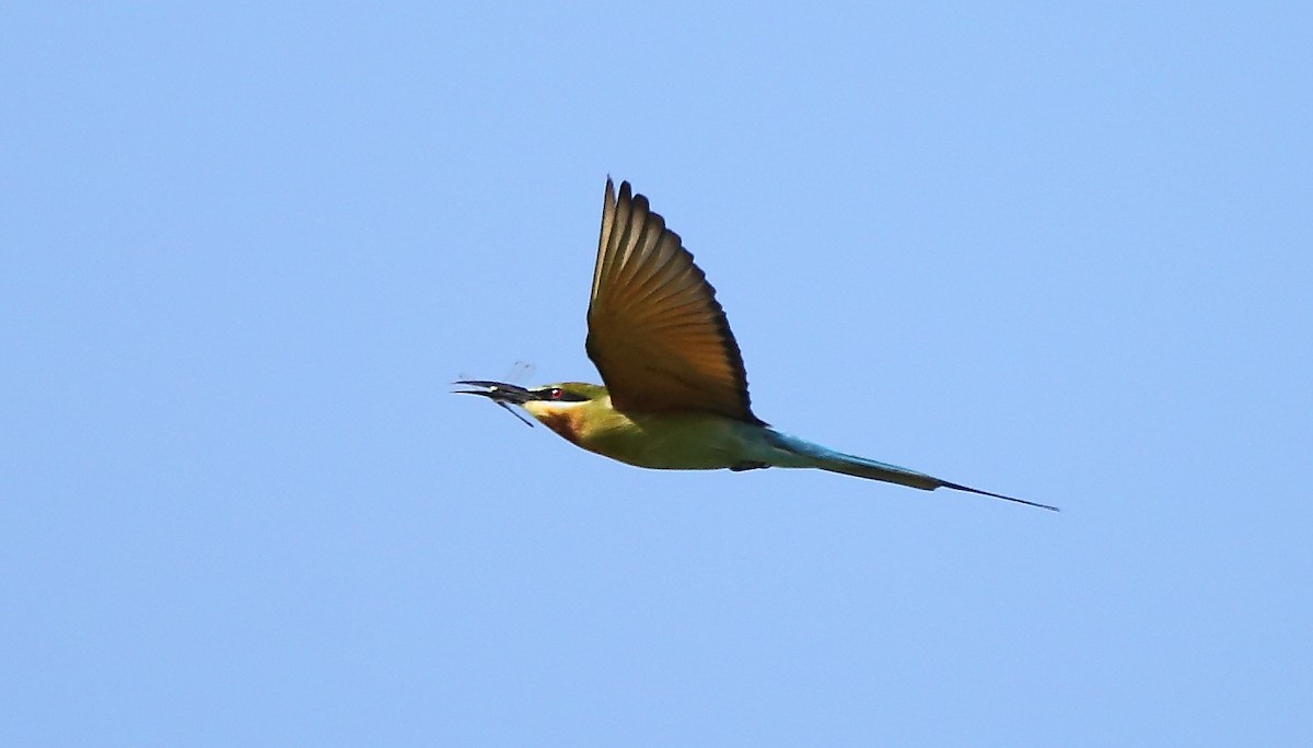 Blue-tailed Bee-eater - ML117798951