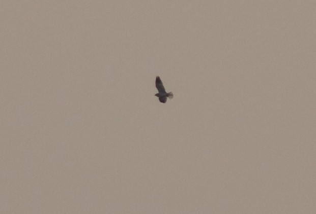 Black-winged Kite (African) - ML117802761