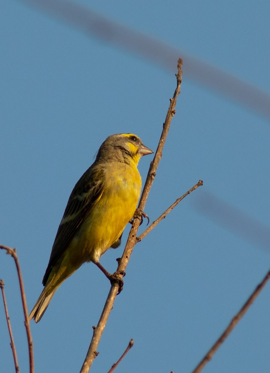 Yellow-fronted Canary - ML117802811