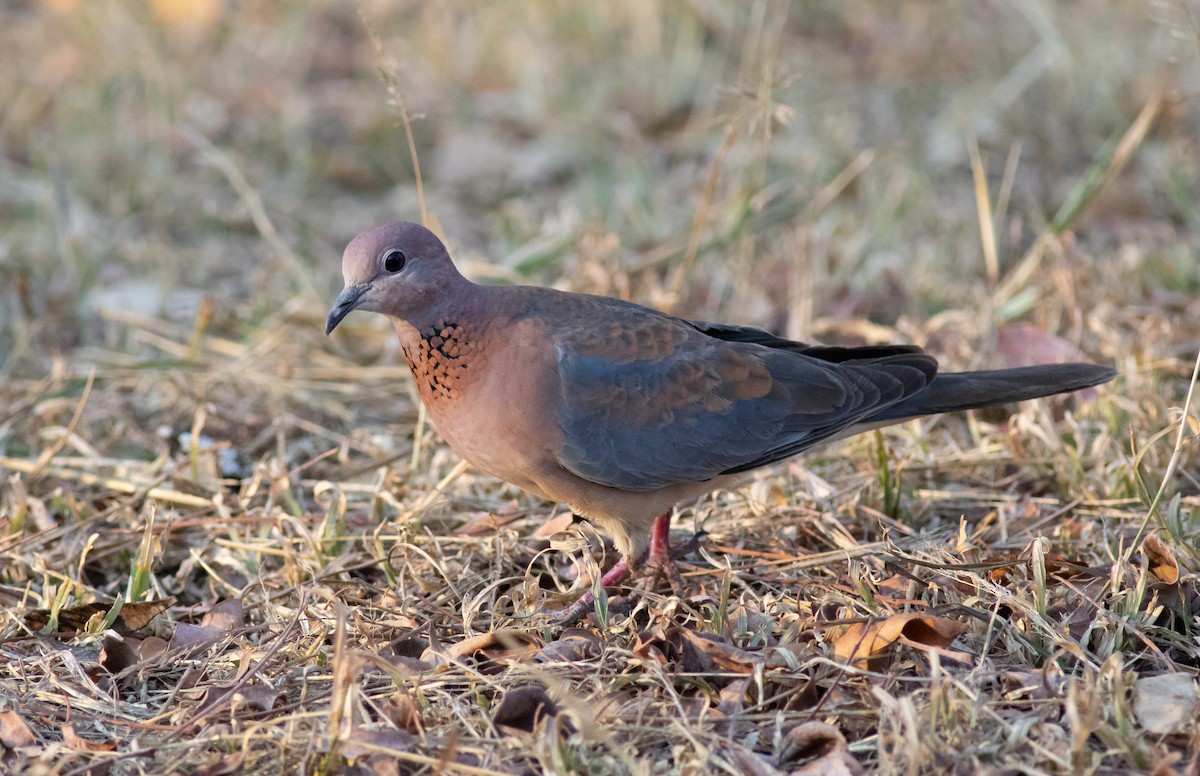 Laughing Dove - ML117802901