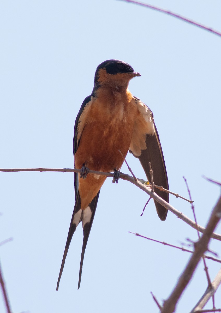Rufous-chested Swallow - ML117803341