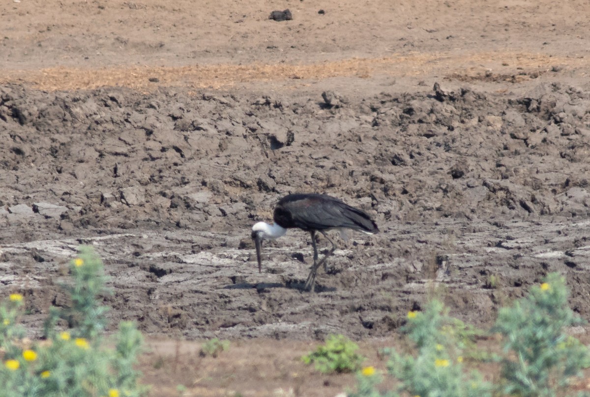 African Woolly-necked Stork - ML117803411