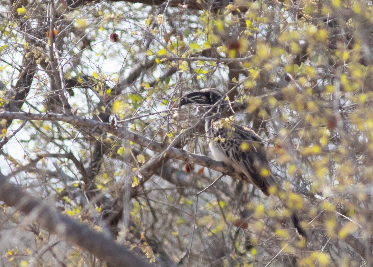 African Gray Hornbill - Oliver Burton