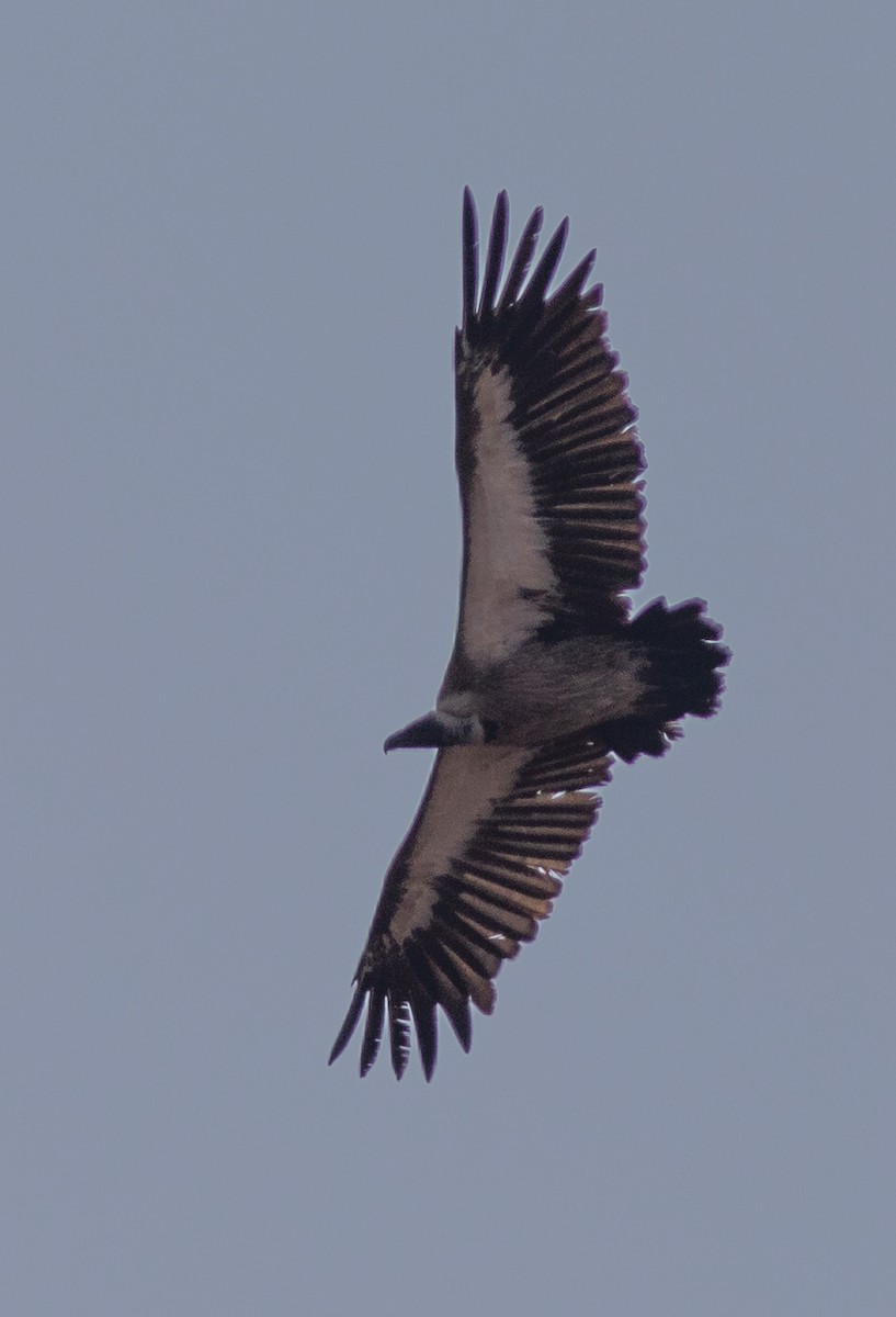 White-backed Vulture - Oliver Burton