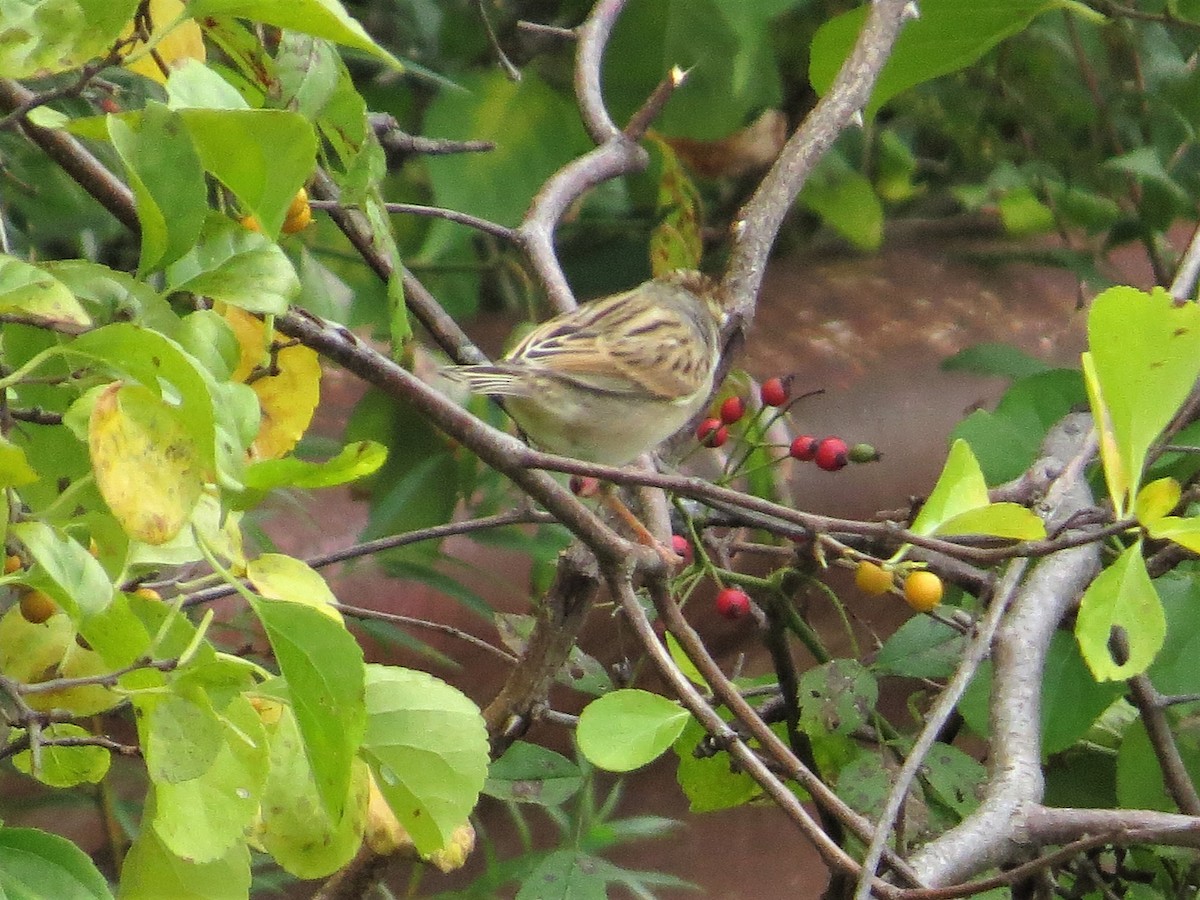 Clay-colored Sparrow - ML117804061