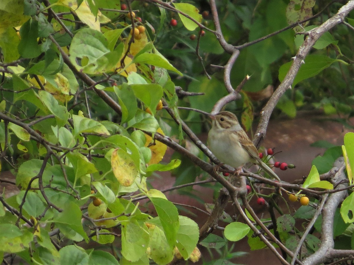 Clay-colored Sparrow - ML117804101
