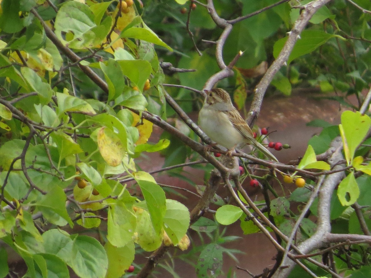 Clay-colored Sparrow - ML117804271