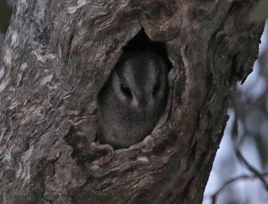 Australian Owlet-nightjar - Mark Dennis