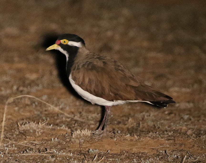 Banded Lapwing - Mark Dennis