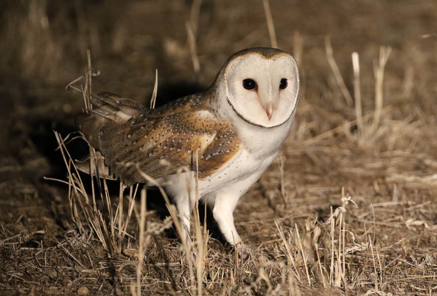 Barn Owl - Mark Dennis