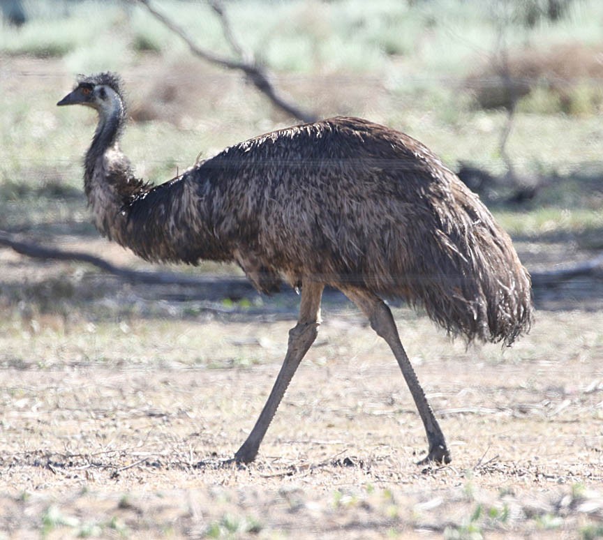 Emu - Mark Dennis