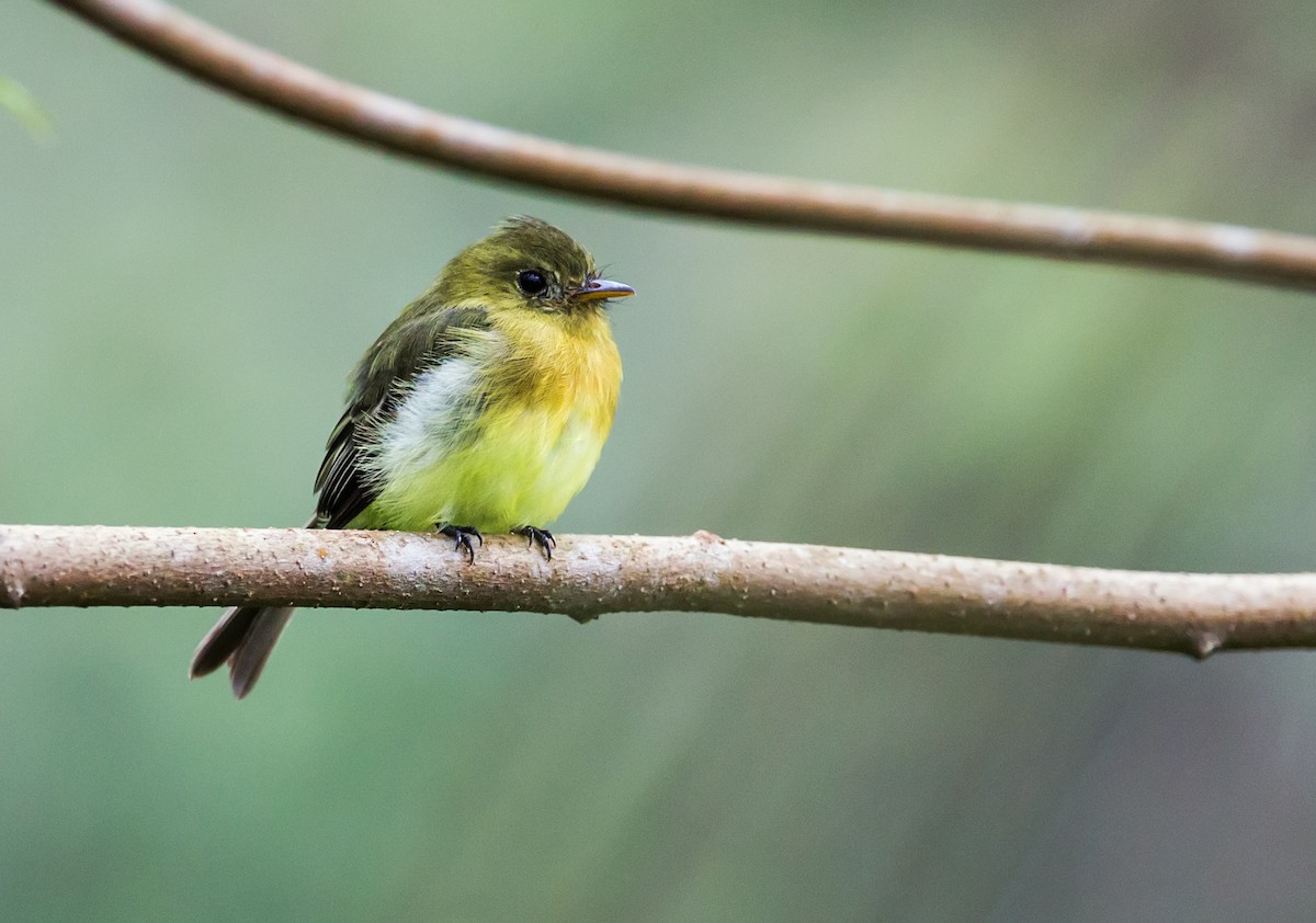 Tufted Flycatcher (South American) - ML117809221