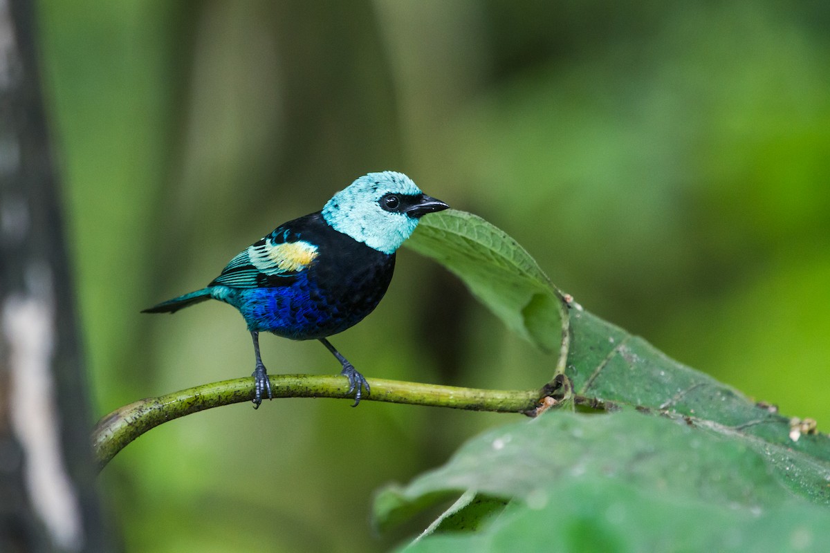 Blue-necked Tanager - ML117809971