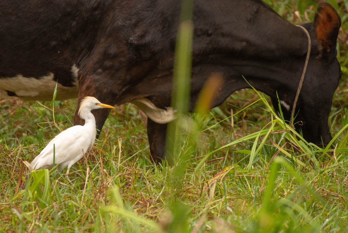 Western Cattle Egret - Priscila Couto