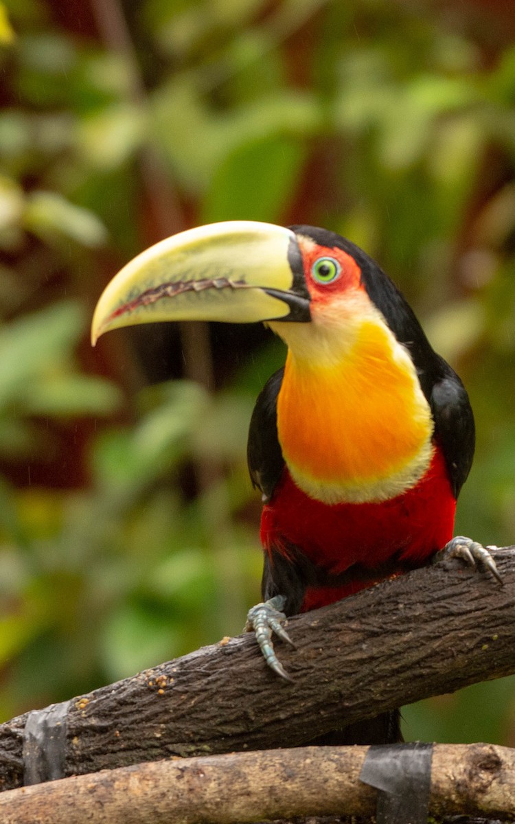 Red-breasted Toucan - ML117814131