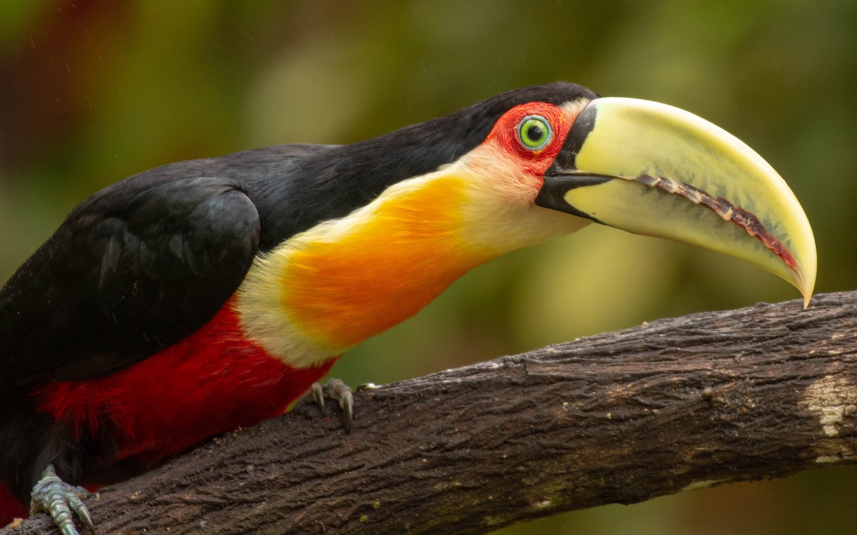 Red-breasted Toucan - ML117814151