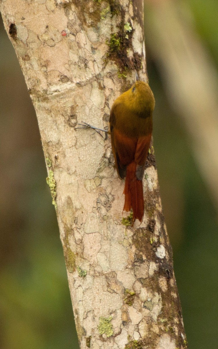 Olivaceous Woodcreeper - Priscila Couto