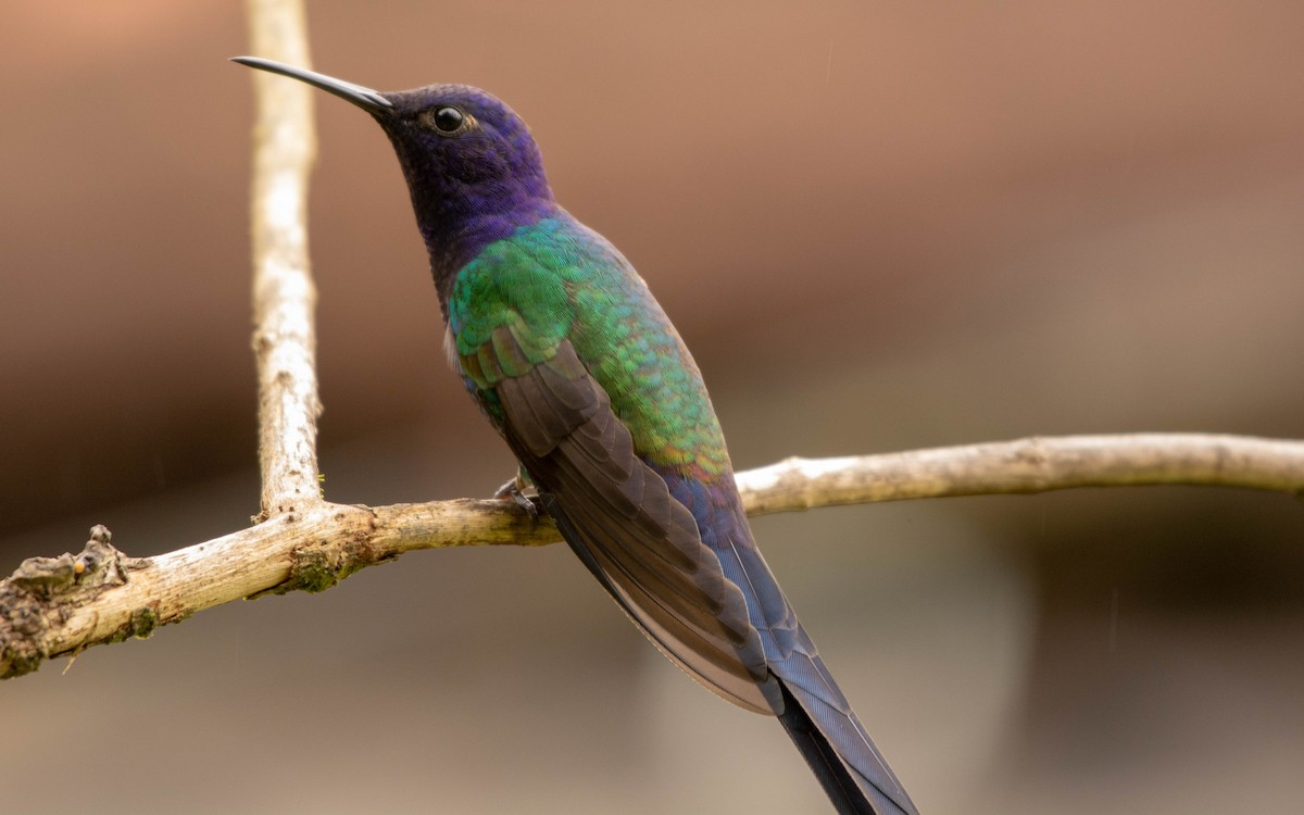 Swallow-tailed Hummingbird - ML117814991