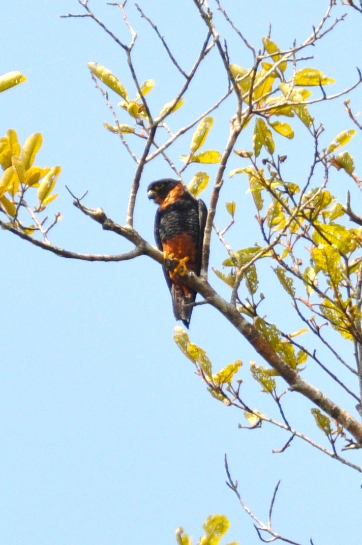Orange-breasted Falcon - Sebastian Herzog