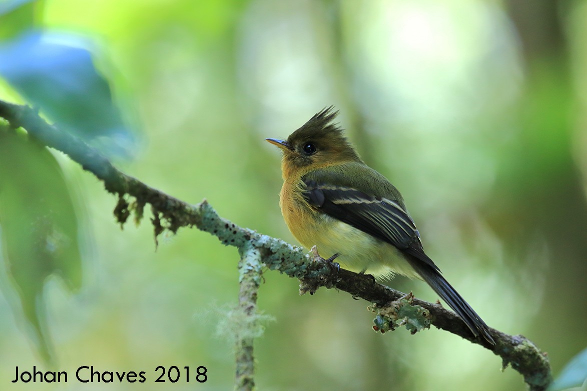 Tufted Flycatcher - Johan Chaves