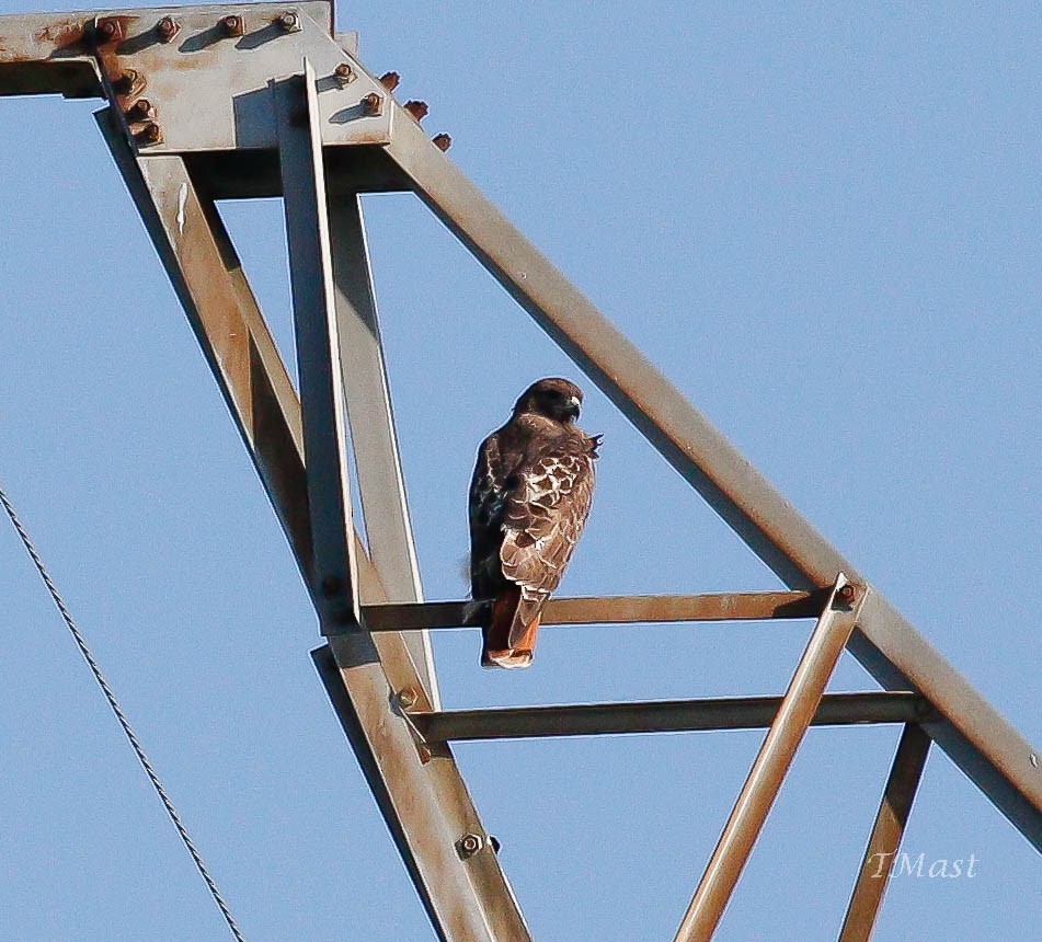 Red-tailed Hawk - ML117826741