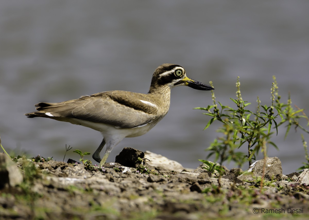 Great Thick-knee - ML117826921