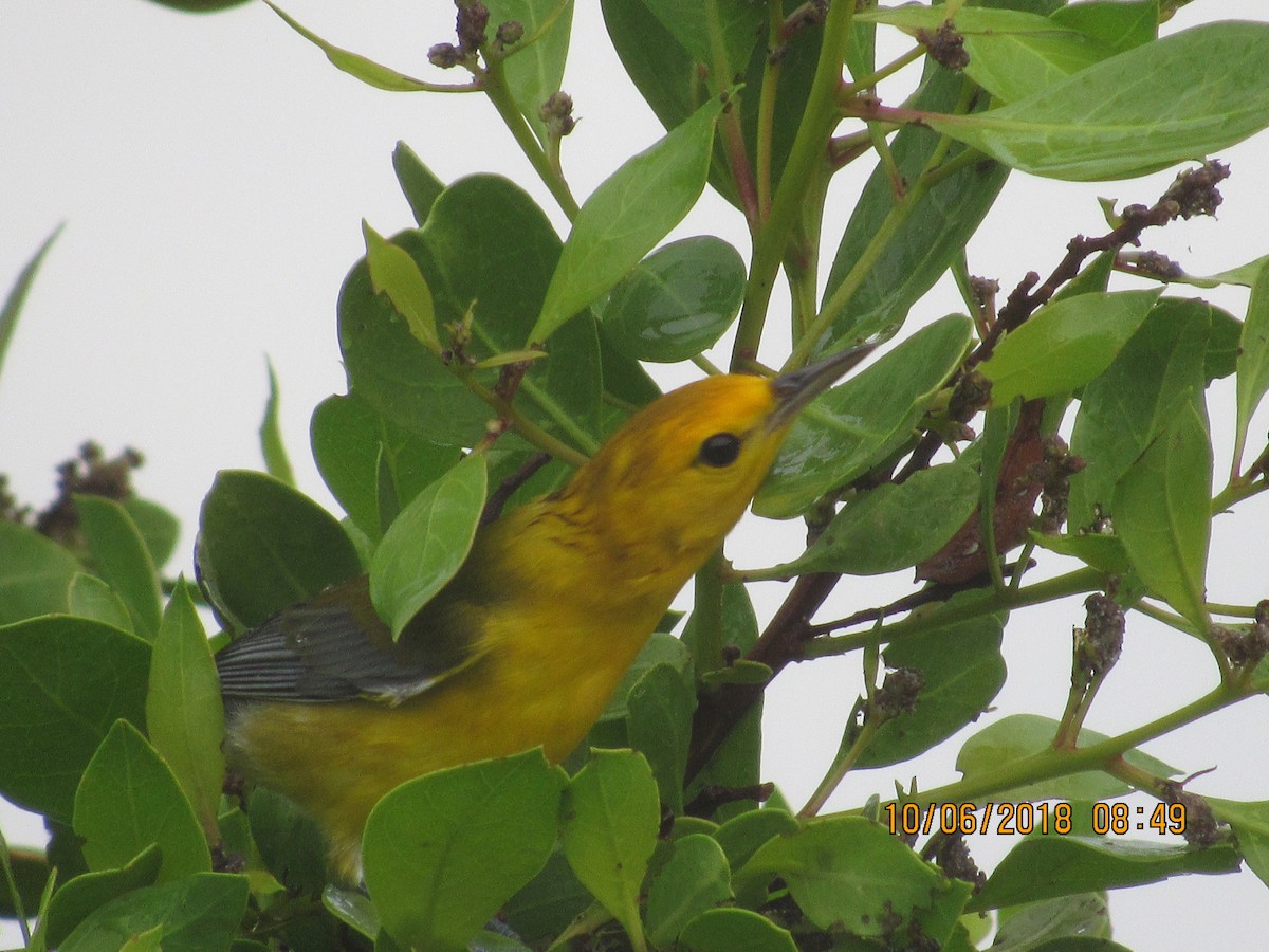 Prothonotary Warbler - ML117827041